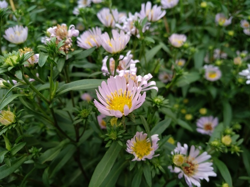 Фотографии Xiaomi Mi Max 2 Пример фотографий Xiaomi Mi Max 2