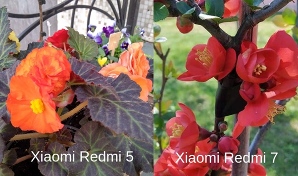 Сравнение фотографий со смартфонов Редми 5 и Редми 7